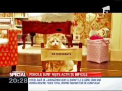 Special! Pisicile sunt niște actrițe dificile