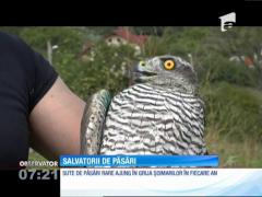 Salvatorii de păsări