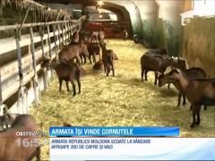 Armata Republicii Moldova îşi scoate la vânzare caprele