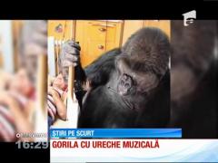 Flea, basistul de la Red Hot Chilli Peppers, a învăţat-o pe gorila Koko să cânte câteva acorduri