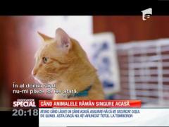 SPECIAL! Când animalele rămân singure acasă