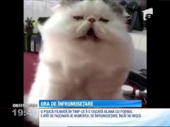 Pisica înnebunită după foen!