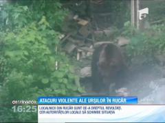 Atacuri tot mai violente ale urşilor în localitatea Rucăr, Argeş