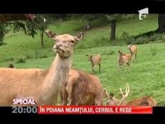 Special! Ferma de cerbi din Poiana Neamţului