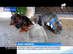 Un câine vinovat face spectacol cu reacția sa