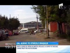 Cal speriat, în galop pe străzile orașului