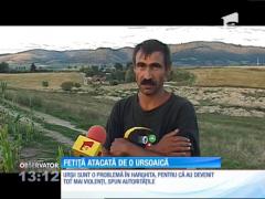 O copilă din Harghita a fost atacată de o ursoaică. Era pe câmp, cu vacile, când animalul s-a năpustit peste ea