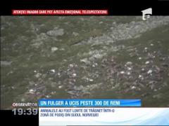 322 de reni, uciși de un fulger!