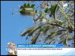 Localitate invadată de omizi