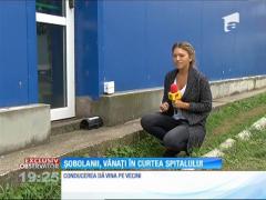 Șobolanii, vânați în curtea Institutul de Boli Infecţioase "Matei Balş"