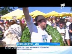 Festivalul curselor de vaci are loc o dată la patru ani în orăşelul Munsing, din Bavaria