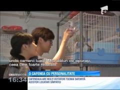 S-a deschis prima cafenea cu iepurași!