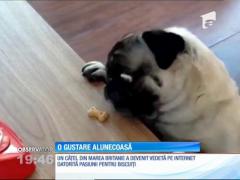 Pasiunea pentru biscuiţi crocanţi l-a transformat în vedetă pe Internet