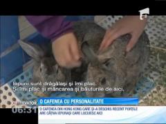 În Hong Kong s-a deschis prima cafenea cu iepurași