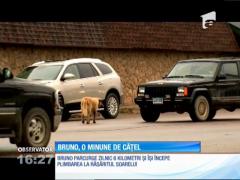 Bruno, o minune de cățel