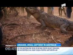 Un crocodil uriaş, de peste patru metri, a fost capturat în Australia