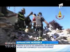Povestea incredibilă care face înconjurul lumii. Un golden retriever a supraviețuit zece zile sub dărâmături în Amatrice! (VIDEO)