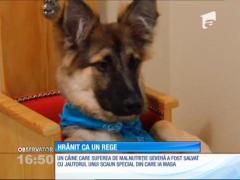 Cățel, hrănit ca un rege