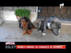 Special! Câinele vinovat se cunoaşte de departe