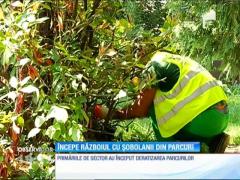 S-au înmulţit şobolanii în Capitală, în ultimele nouă luni