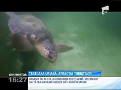 Broasca ţestoasă uriașă naufragiată pe plaja de la Vadu a ajuns momentan la delfinariu din  Constanța