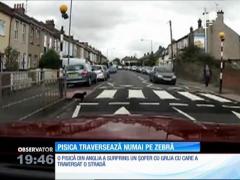 O pisică din Anglia traversează strada numai pe trecerea de pietoni