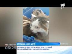 O pisică a fost găsită în viaţă, după ce a rămas 16 zile sub dărâmăturile din Amatrice