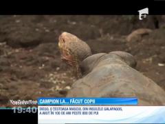 Diego, o ţestoasă mascul, a avut în 100 de ani peste 800 de pui