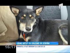 Câine bătut cu cruzime de stăpân, în judeţul Prahova