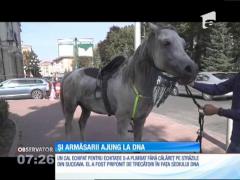 Un cal fără stăpân, complet echipat pentru echitaţie, a defilat pe străzile oraşului Suceava