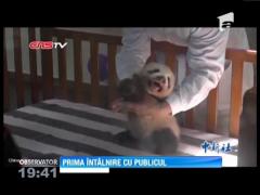 Un pui de panda, de doar 2 luni, a fost prezentat oamenilor la o grădină zoologică din Shanghai