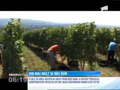 Podgoria Aradului, una dintre cele mai cunoscute din România