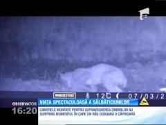 Momentul în care un râs doboară o căprioară, surprins de camerele de supraveghere de la Măgura Zimbrilor