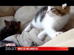 Special! Puii de pisică, mici și neliniștiți