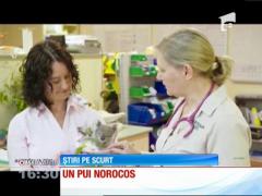 Un pui de koala norocos