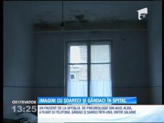 IMAGINI ŞOCANTE! Şoareci și gândaci într-un spital din Alba