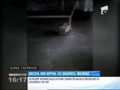 Secţia spitalului de pneumologie din Aiud, unde un pacient a filmat şoareci şi urechelniţe, a fost închisă