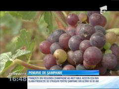 Recolta de struguri din regiunea Champagne, cea mai slabă din ultimii 30 de ani