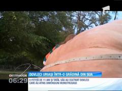 O fetiţă de 11 ani are în grădină un dovleac cu mult mai mare şi mai greu decât toţi membrii familiei ei la un loc