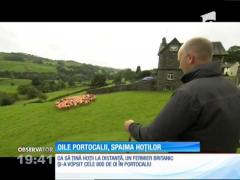 Un fermier din Anglia şi-a vopsit oile portocalii pentru a scăpa de hoţi