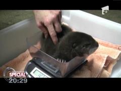 SPECIAL! Un pui de vidră, cel mai nou locatar al unei grădini zoologice din SUA