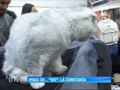 Cele mai frumoase pisici s-au întrecut la Constanţa