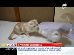 SPECIAL! Prietenie neobişnuită între o pisică şi o bufniţa