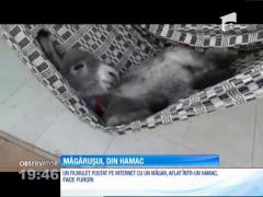 Un măgăruş se relaxează într-un hamac