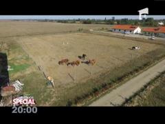 SPECIAL! Au dat Germania pe o fermă de cai
