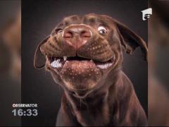 Portretul unui câine înfometat