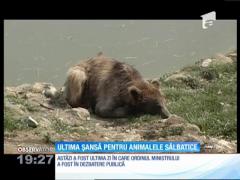 Ultima şansă pentru animalele sălbatice