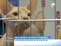 Maine Coon, rasa celor mai mari pisici domestice din lume