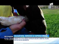 Dacian din Rontău a găsit o ciupercă a cărei pălărie are aproape jumătate de metru