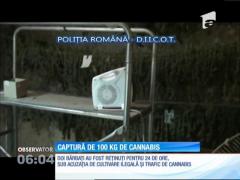 Captură uriaşă de droguri, la Sibiu! Poliţiştii au confiscat aproape 100 de kilograme de cannabis